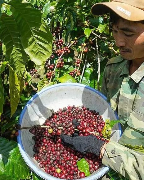 A farmer harvesting ripe coffee cherries into a basin among coffee trees